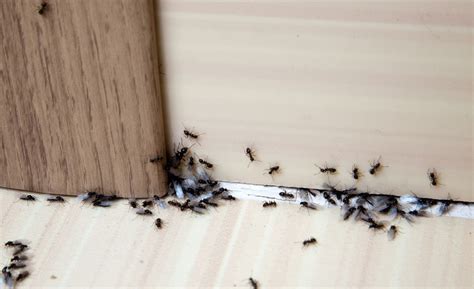 螞蟻 大量 出現 徵兆 室內